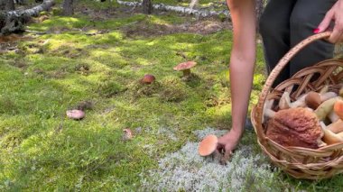 Zemini kaplayan güzel yosunlu, yemyeşil ormanlarda mantar toplayan orta yaşlı bir kadın. Barışçıl yaz doğa sahnesi ve doğa çevre yaşam tarzı konsepti.