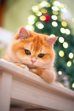 Sandalyede dinlenen kızıl bir kedi yavrusu, alçak bir açıdan çekilmiş. Arka planda parıldayan ışıkları olan süslü bir Noel ağacı kapalı alanda neşeli, rahat bir tatil atmosferi yaratır..
