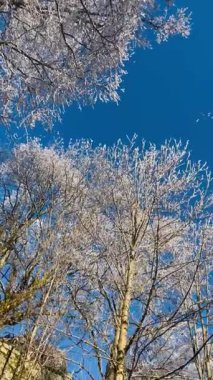 Derin mavi gökyüzüne karşı beyaz buzla kaplı peri masalı ağaçları. Güneşli bir kış gününde ağaçların tepelerine doğru yumuşak bir kamera hareketi büyülü ve huzurlu bir doğa sahnesi yaratır. Bavyera 'da. Almanya