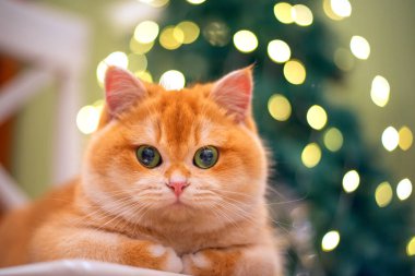 Kapalı alanda dinlenen kızıl bir kedinin yakın plan portresi. Arka planda bulanık bir Noel ağacı ve parlayan ışıklar var. Sıcak bir atmosfer, sıcak renkler ve sakin bir tatil havası..