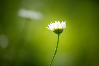 Yumuşak yeşil arka planda, fotokopi alanı olan tek bir beyaz papatya. Sakin ve taze atmosferli minimum doğa sahnesi.