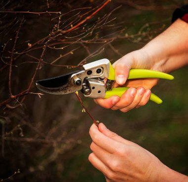Baharat bahçesinde bahçe makası ile çalı dallarını budamak için ellerinizi kapatın. mevsimlik bahçe işleri, bitki bakımı ve bakımı, taze yeşil arka plan, detaylı bahçıvanlık süreci.