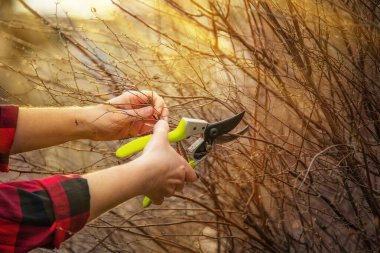 Baharat bahçesinde bahçe makası ile çalı dallarını budamak için ellerinizi kapatın. mevsimlik bahçe işleri, bitki bakımı ve bakımı, taze yeşil arka plan, detaylı bahçıvanlık süreci.