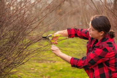Baharat bahçesinde bahçe makasıyla çalıları budayıp duran genç bir kadın. mevsimlik bahçe işleri, bitki bakımı ve bakımı, açık hava aktivitesi taze yeşil arka plan.