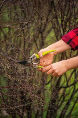 Baharat bahçesinde bahçe makası ile çalı dallarını budamak için ellerinizi kapatın. mevsimlik bahçe işleri, bitki bakımı ve bakımı, taze yeşil arka plan, detaylı bahçıvanlık süreci.
