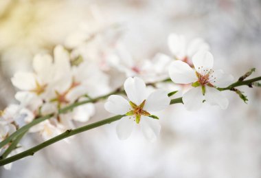 Narin, havadar beyaz badem çiçekleri baharda bahçedeki dallarda.