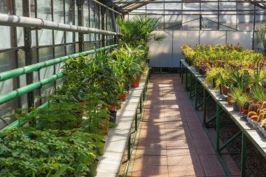Güneşli bir serada çeşitli saksı bitkileri sergileniyor. Eğreltiotları, palmiyeler ve sulandırıcılar da dahil. Metal raflarda sergileniyor.