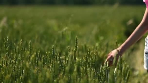 Mujer joven caminando en un campo de trigo verde — Vídeos de Stock