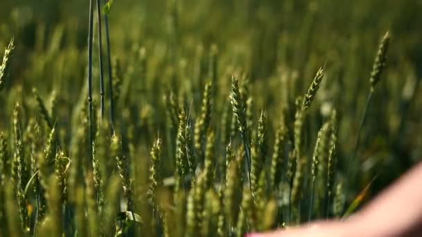 Крупный план женской руки, идущей по пшеничному полю — стоковое видео