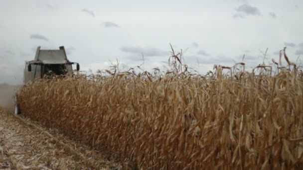 Combineren van harvester verzamelen maïs maïs — Stockvideo
