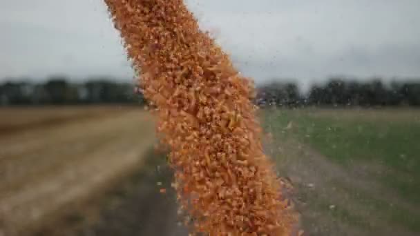 Close up view of unloading maize corn harvest — Stock Video