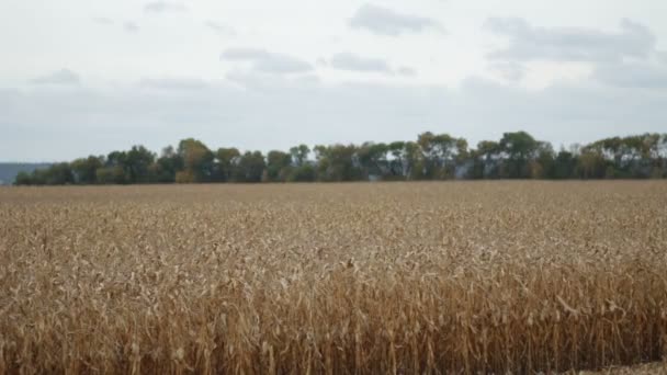 Agrarische cornfield met blauwe bewolkte hemel — Stockvideo