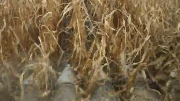 Сбор урожая комбайнов на сельскохозяйственных угодьях — стоковое видео