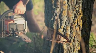 Adam chainsaw ile kuru bir ağaç kesme tezgahlar