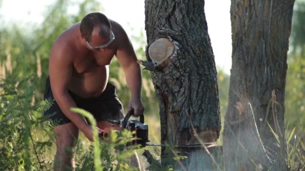 Hombre en vasos con motosierra aserrando un árbol seco — Vídeos de Stock