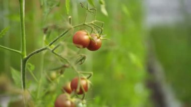 Parlak yeşilliğin arka planında olgun kırmızı domatesler