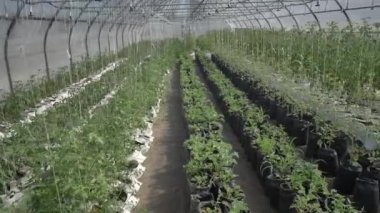 Domates çalılarının farklı büyüme aşamalarındaki görüntüsü