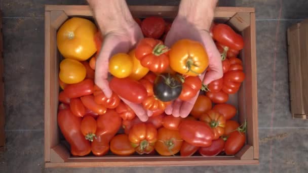 新鮮な熟したカラフルな有機トマトの一握り — ストック動画