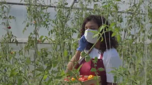 Уставший рабочий после сбора урожая на томатной плантации — стоковое видео
