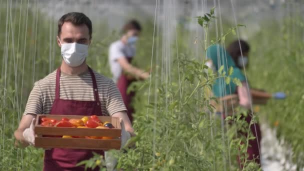 Владелец теплицы в маске с коробкой свежих помидоров — стоковое видео