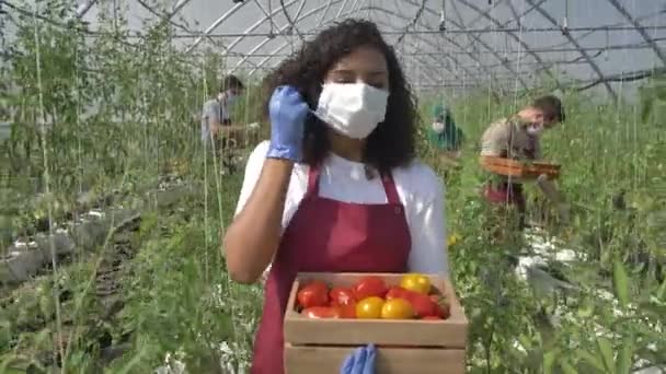 Trabajador de invernadero sobrecargado con cosecha de tomate — Vídeos de Stock