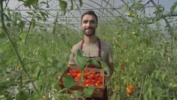 Hombre sonriente agricultor caminando con tomates cosechados — Vídeos de Stock