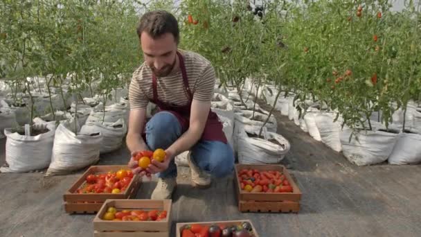 Dumny właściciel szklarni ze świeżymi pomidorami w rękach — Wideo stockowe