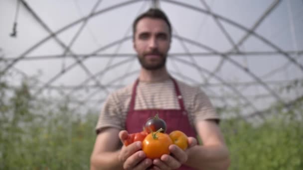 Punhado de tomates orgânicos maduros recém-colhidos — Vídeo de Stock