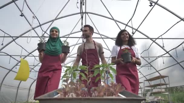 Boldog változatos termesztők csevegnek a melóban a melegházban — Stock videók