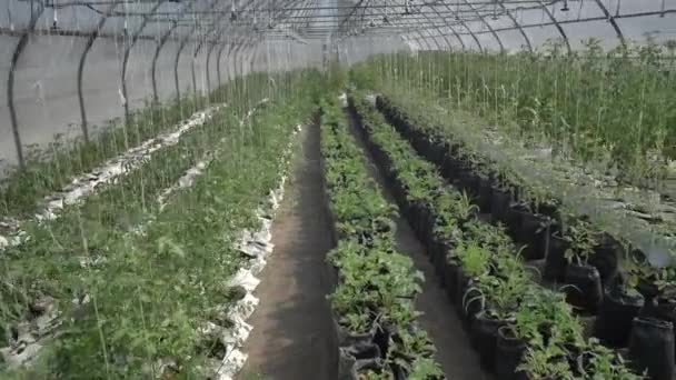 View of tomato bushes at different stage of growth — Stock Video