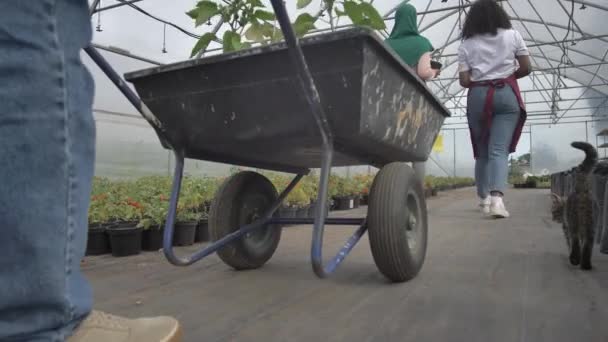 Trabalho conjunto masculino e feminino na plantação de hortaliças — Vídeo de Stock