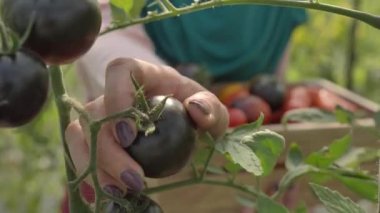 Dişi el dallardan siyah domates topluyor.
