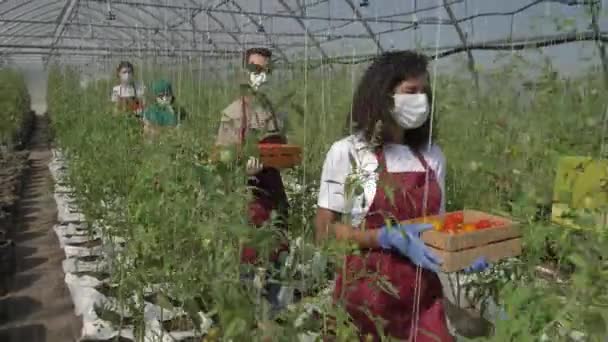 Рабочие в масках идут с сорванными помидорами — стоковое видео