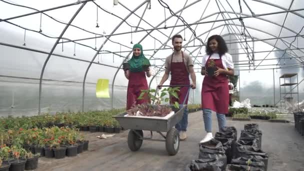 Sonriendo diversos jardineros durante el trabajo en invernadero — Vídeos de Stock