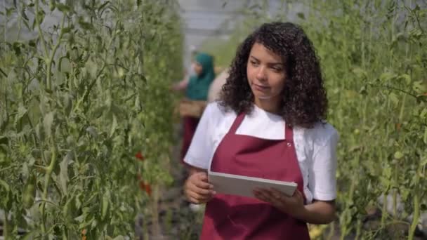Tineri lucrători cu efect de seră în timpul examinării tomatelor — Videoclip de stoc