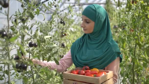 Trabajadora musulmana recogiendo tomates en invernadero — Vídeos de Stock