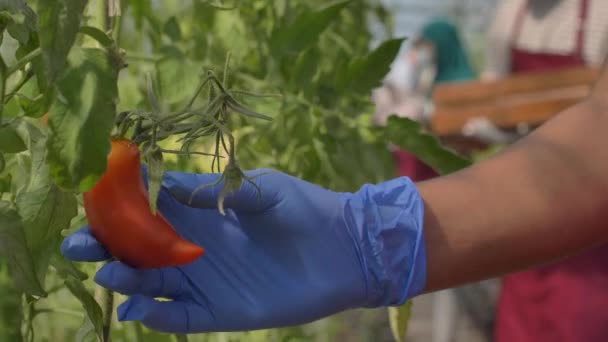 Farm workers picking ripe tomatoes in greenhouse — Stock Video