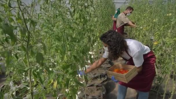 Diversos trabajadores agrícolas en máscaras cosechando tomates — Vídeos de Stock