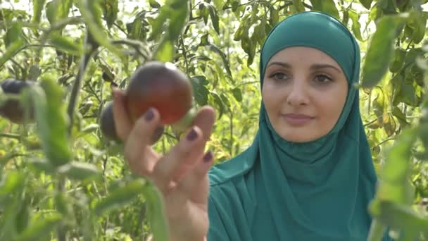 Mujer bonita cultivadora arrancando tomate maduro de arbusto — Vídeos de Stock