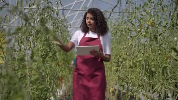 Diverse werknemers die tomaten in de kas onderzoeken — Stockvideo