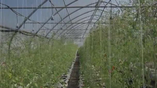 Grote kas met groeiende tomatenstruiken — Stockvideo