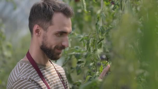 Dueño sonriente del invernadero disfrutando del aroma del tomate — Vídeos de Stock