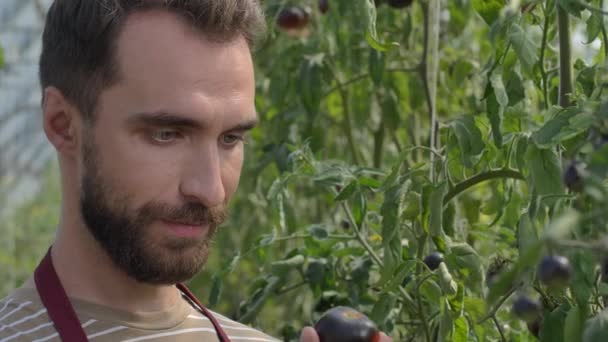 Fier propriétaire de serre homme sur la plantation de tomates — Video