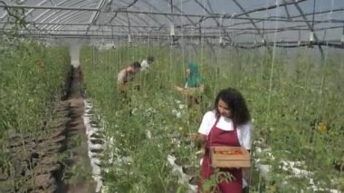 Serada hasat sırasında çok ırklı işçiler