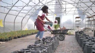 Çeşitli tarım işçileri yük arabalarını bitkilerle boşaltıyor.