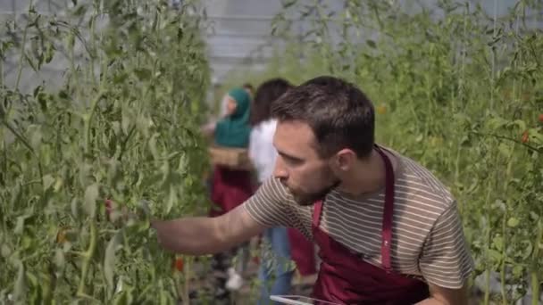 Młody pracownik gospodarstwa badający pomidory w szklarni — Wideo stockowe
