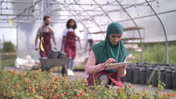 Cultivadora musulmana examinando plantas en invernadero — Vídeos de Stock
