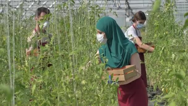 Máscara diversos trabalhadores agrícolas durante a colheita de tomate — Vídeo de Stock
