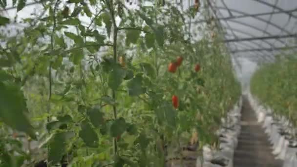 Rijping tomaten tussen groen gebladerte in het hothouse — Stockvideo