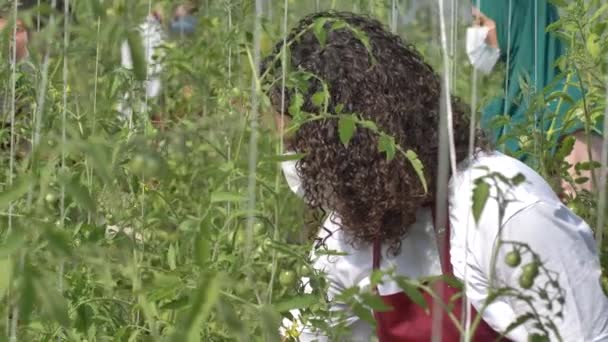 Produtores diversos que colhem tomates em estufa — Vídeo de Stock